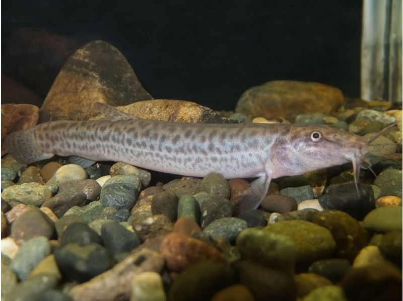 【神奈川・都筑区】＊子供預かり＊日帰りツアー、カブトムシクワガタ探検、川で熱帯魚も探すよ、鶴見川で川魚ガサガサ体験、馬鹿長靴無料レンタルの紹介画像