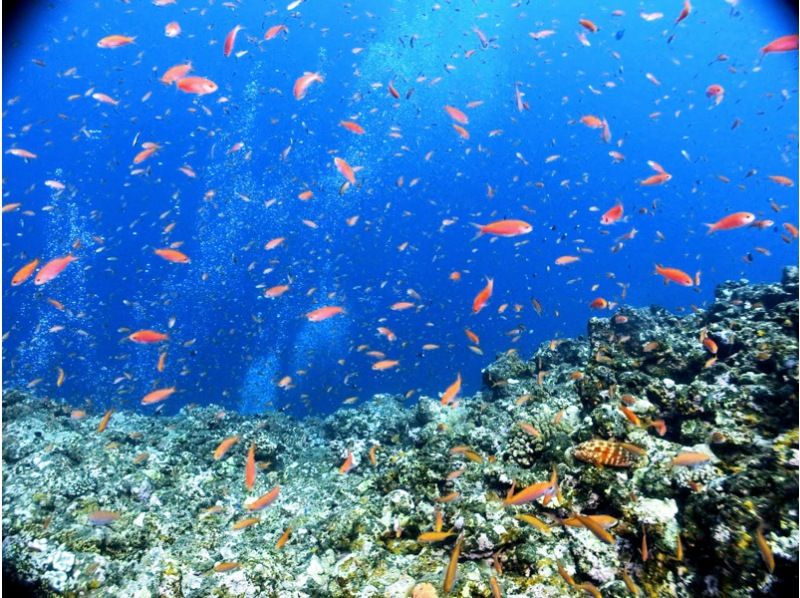 【宮古島・2日間】透明度抜群のビーチでPADIライセンス取得コース♪追加料金一切無し！＜スノーケルガイド＞の紹介画像