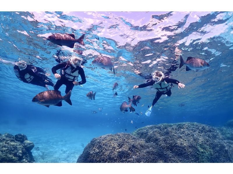 【沖縄・宮古島】学割！学生限定プランでお得に最高の思い出を「ウミガメシュノーケルフォトツアー」遭遇率100%継続中（当日予約・雨OK）の紹介画像