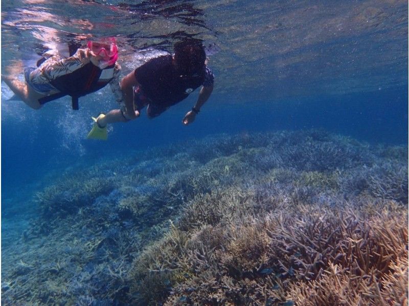 【沖縄　今帰仁村・本部】シュノーケル　サンゴ礁や熱帯魚が沢山いてる海に行って見ませんか？の紹介画像