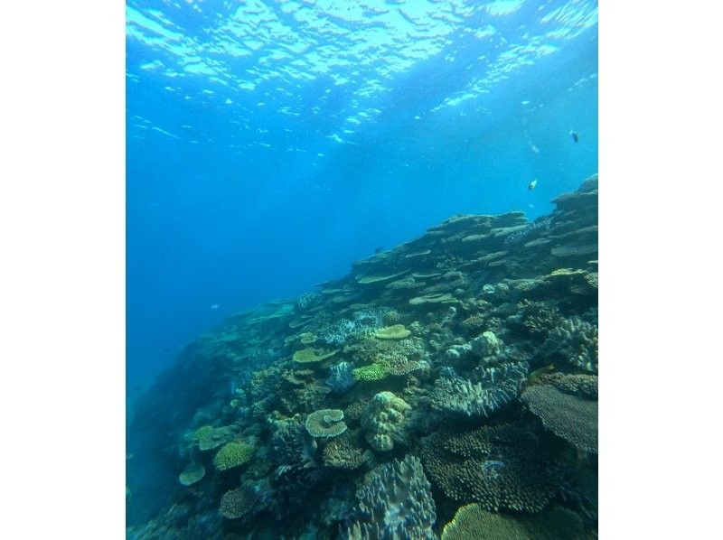 【沖縄・青の洞窟＆ザネー浜】大人気☆SUPクルージング＆体験ダイビングセットプラン☆ ツアー中の写真撮影無料！全てコミコミ安心価格！の紹介画像