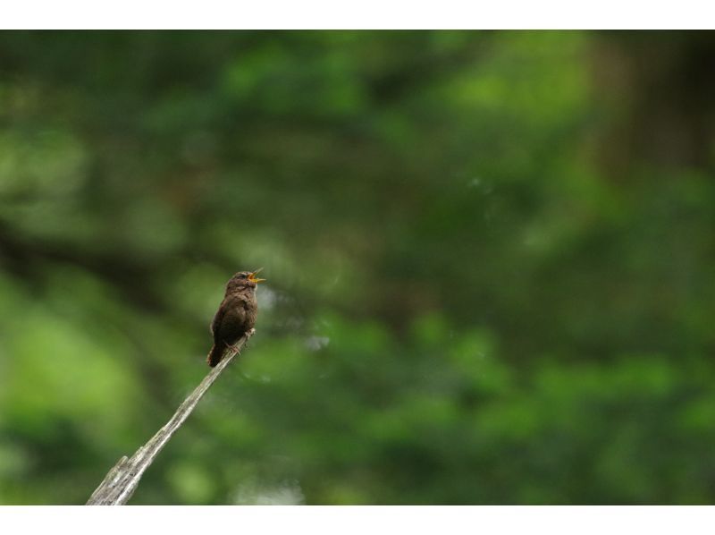 【初心者・家族歓迎／英語OK】奥日光・戦場ヶ原 4時間バードウォッチングツアーの紹介画像