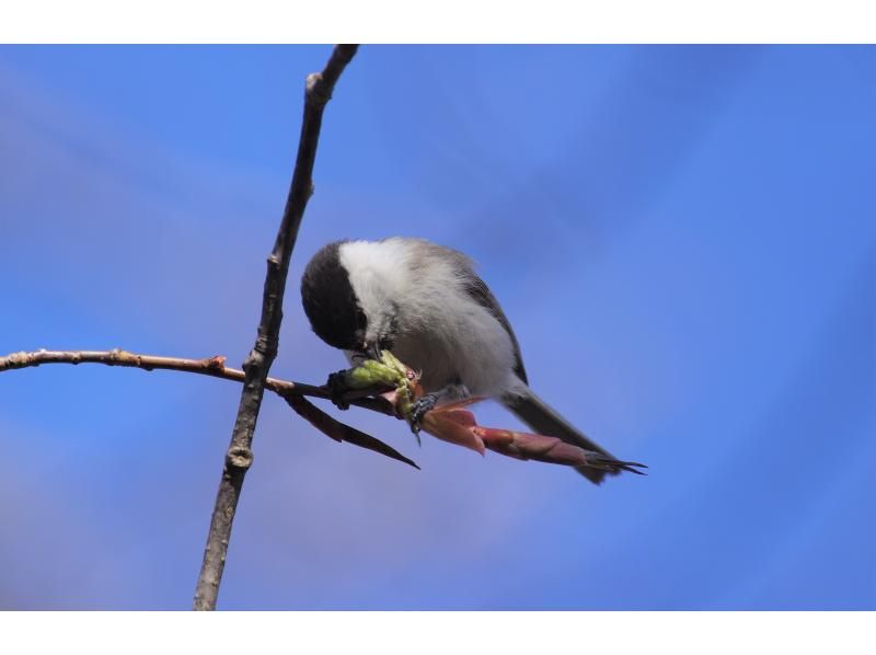 【初心者・家族歓迎／英語OK】奥日光・戦場ヶ原 4時間バードウォッチングツアーの紹介画像