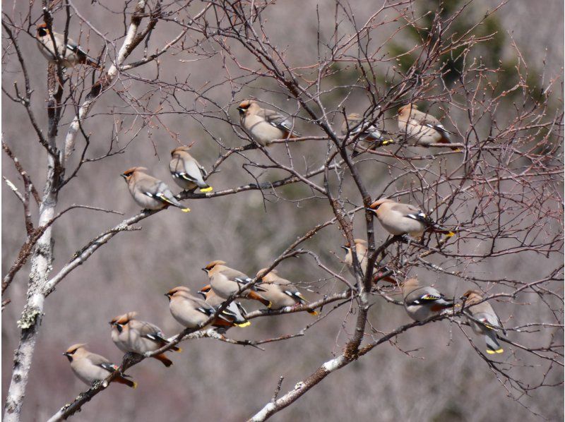 【初心者・家族歓迎／英語OK】奥日光・戦場ヶ原 4時間バードウォッチングツアーの紹介画像