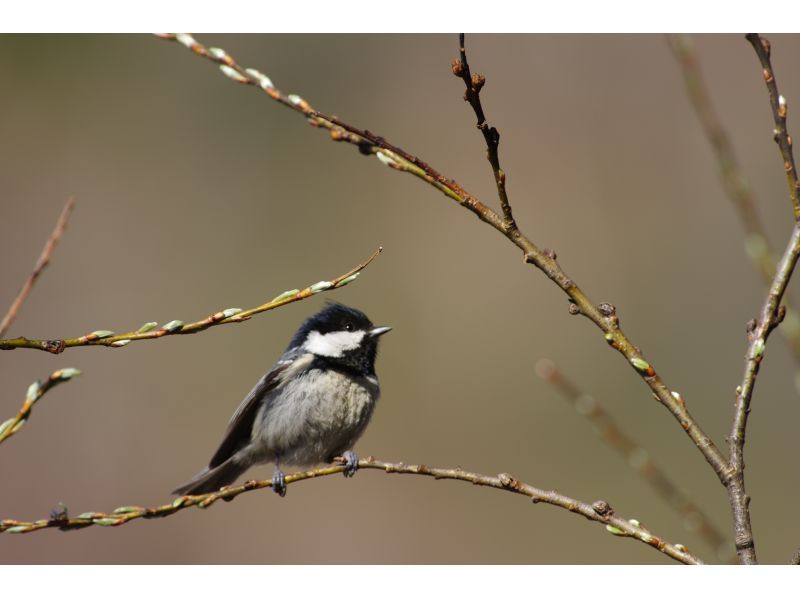 【初心者・家族歓迎／英語OK】奥日光・戦場ヶ原 4時間バードウォッチングツアーの紹介画像