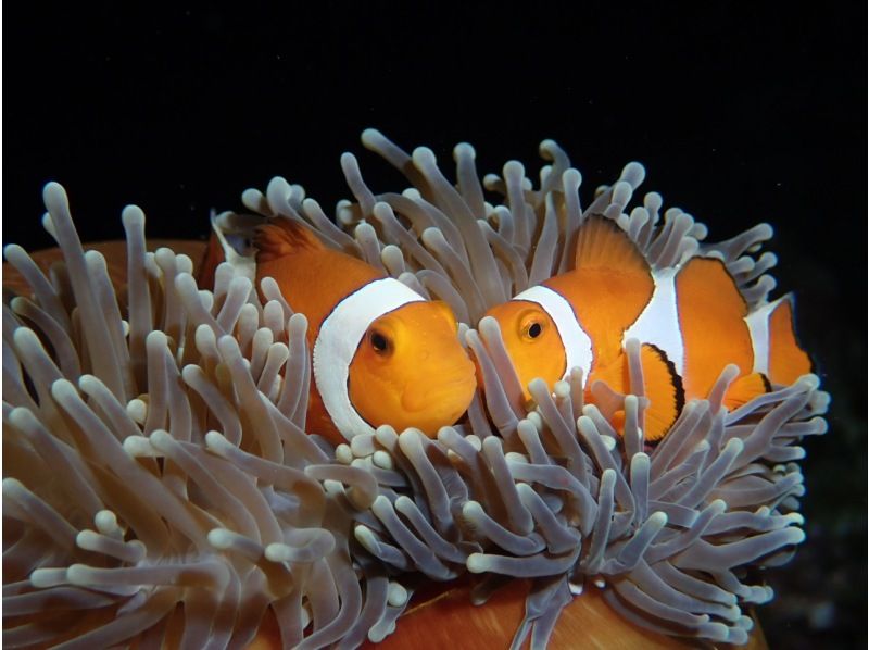 【沖縄・石垣島】ナイトダイビング！ライトが照らす未知なる海への紹介画像