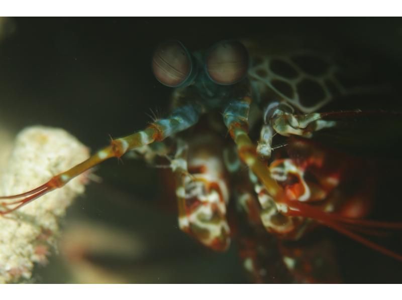 【沖縄・石垣島】ナイトダイビング！ライトが照らす未知なる海への紹介画像