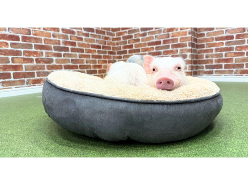 【大阪・城東区】マイクロブタとのふれあい体験〜屋内なので雨の日も安心！来客用駐車場完備！の紹介画像