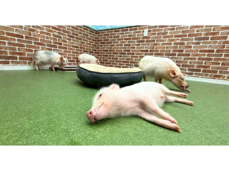 【大阪・城東区】マイクロブタとのふれあい体験〜屋内なので雨の日も安心！来客用駐車場完備！の紹介画像