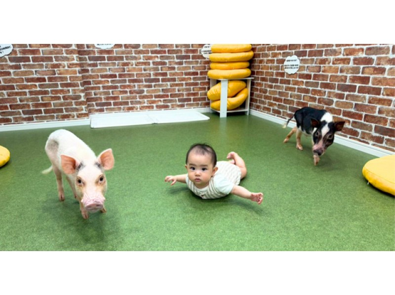 【大阪・城東区】マイクロブタとのふれあい体験〜屋内なので雨の日も安心！来客用駐車場完備！の紹介画像