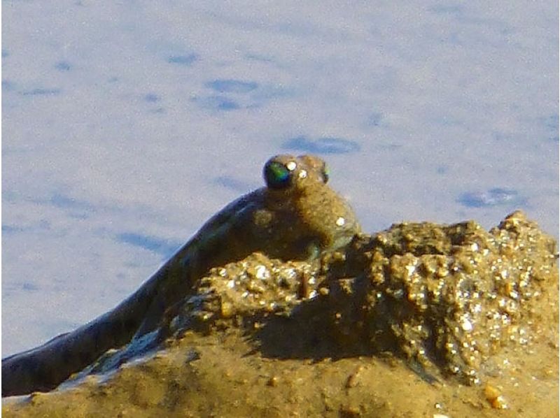 【沖縄・今帰仁】【マングローブカヤック体験 1時間30分】3才から マングローブ域でカヤックを体験！美ら海水族館と古宇利島へのアクセスも便利の紹介画像