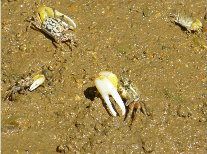 【沖縄・今帰仁】【マングローブカヤック体験 1時間30分】3才から マングローブ域でカヤックを体験！美ら海水族館と古宇利島へのアクセスも便利の紹介画像