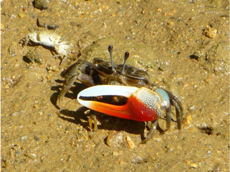 【沖縄・今帰仁】【マングローブカヤック体験 1時間30分】3才から マングローブ域でカヤックを体験！美ら海水族館と古宇利島へのアクセスも便利の紹介画像