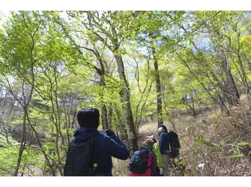 まばゆい緑に包まれる！奥日光・新緑トレッキング【栃木・奥日光】の紹介画像