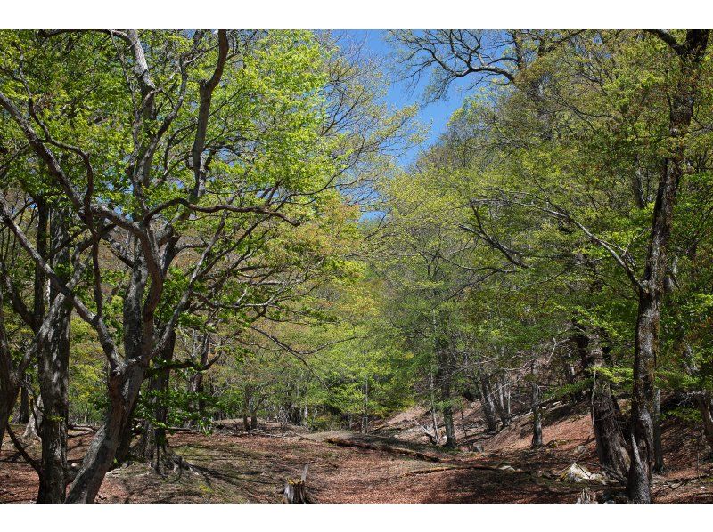 まばゆい緑に包まれる！奥日光・新緑トレッキング【栃木・奥日光】の紹介画像