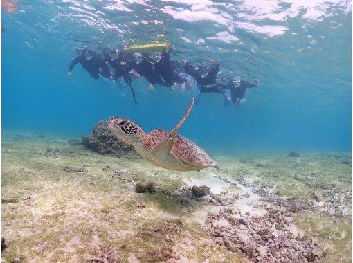 【沖縄・宮古島】<ウミガメとサンゴお魚シュノーケリングツアー>写真データ無料★平成26年よりツアー開催!ベテランガイドが案内☆ 【沖縄・宮古島】<ウミガメとサンゴお魚シュノーケリングツアー>写真データ無料★平成26年よりツアー開催!ベテランガイドが案内☆