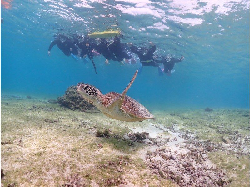 【沖縄・宮古島】＜ウミガメとサンゴお魚シュノーケリングツアー＞写真データ無料★平成26年よりツアー開催！ベテランガイドが案内☆の紹介画像