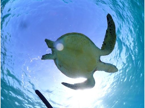 【沖縄・宮古島】<ウミガメとサンゴお魚シュノーケリングツアー>写真データ無料★平成26年よりツアー開催!ベテランガイドが案内☆ 【沖縄・宮古島】<ウミガメとサンゴお魚シュノーケリングツアー>写真データ無料★平成26年よりツアー開催!ベテランガイドが案内☆