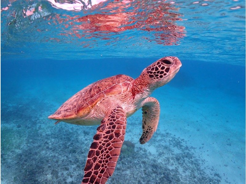 【沖縄・宮古島】＜ウミガメとサンゴお魚シュノーケリングツアー＞写真データ無料★平成26年よりツアー開催！ベテランガイドが案内☆の紹介画像