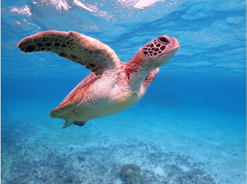 【沖縄・宮古島】＜ウミガメとサンゴお魚シュノーケリングツアー＞写真データ無料★平成26年よりツアー開催！ベテランガイドが案内☆の紹介画像