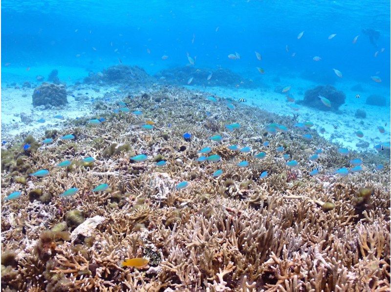 【沖縄・宮古島】＜ウミガメとサンゴお魚シュノーケリングツアー＞写真データ無料★平成26年よりツアー開催！ベテランガイドが案内☆の紹介画像