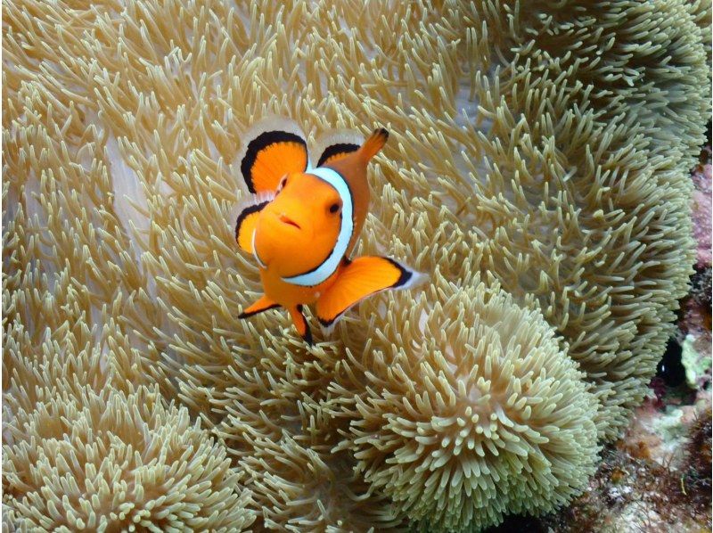 【沖縄・宮古島】＜ウミガメとサンゴお魚シュノーケリングツアー＞写真データ無料★平成26年よりツアー開催！ベテランガイドが案内☆の紹介画像