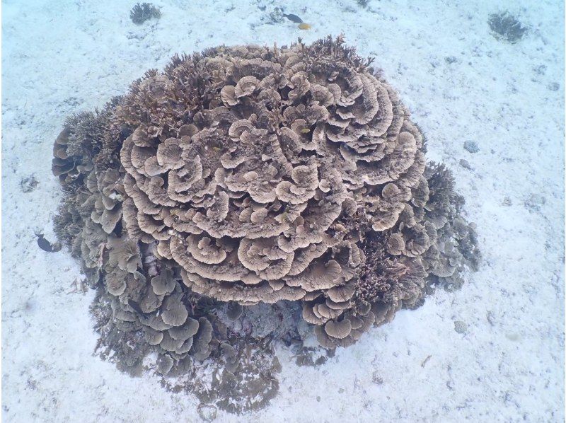 【沖縄・宮古島】＜一組限定貸切シュノーケリングツアー＞ベテランガイドがご案内！初心者の方からレベルアップまで☆写真無料の紹介画像