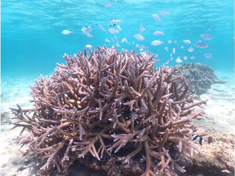 【沖縄・宮古島】＜一組限定貸切シュノーケリングツアー＞ベテランガイドがご案内！初心者の方からレベルアップまで☆写真無料の紹介画像