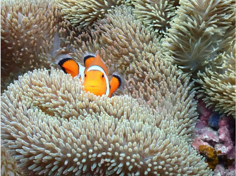 【沖縄・宮古島】＜一組限定貸切シュノーケリングツアー＞ベテランガイドがご案内！初心者の方からレベルアップまで☆写真無料の紹介画像