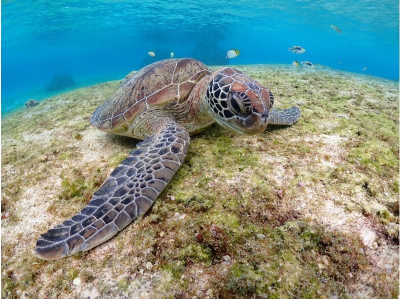 【沖縄・宮古島】＜一組限定貸切シュノーケリングツアー＞ベテランガイドがご案内！初心者の方からレベルアップまで☆写真無料の紹介画像