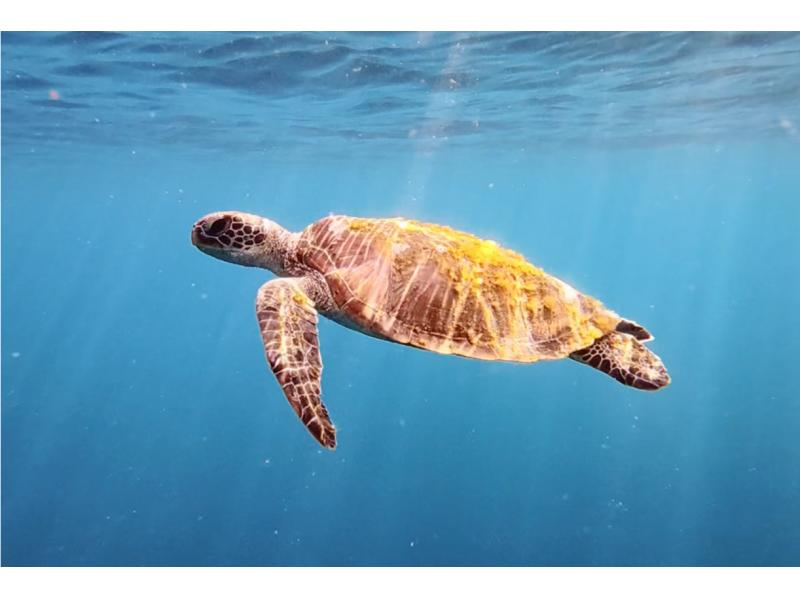 【沖縄・宮古島(伊良部島)】保育士ガイドによる1組限定の貸切ウミガメシュノーケルツアー（ツアー後の預かり保育も可）の紹介画像