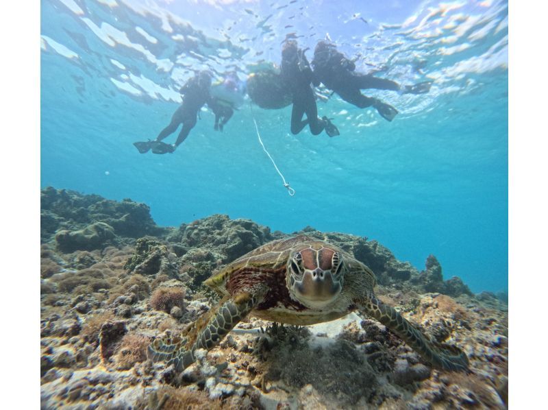【沖縄・宮古島(伊良部島)】保育士ガイドによる1組限定の貸切ウミガメシュノーケルツアー（ツアー後の預かり保育も可）の紹介画像