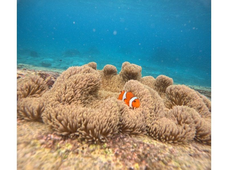 【沖縄・宮古島(伊良部島)】保育士ガイドによる1組限定の貸切サンゴ&お魚シュノーケルツアー（ツアー後の預かり保育も可）の紹介画像