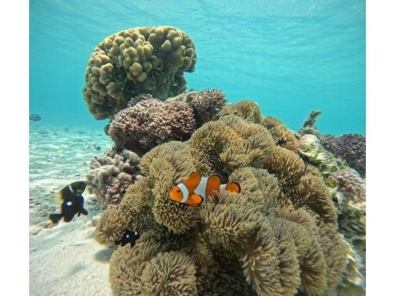 【沖縄・宮古島(伊良部島)】保育士ガイドによる1組限定の貸切サンゴ&お魚シュノーケルツアー（ツアー後の預かり保育も可）の紹介画像