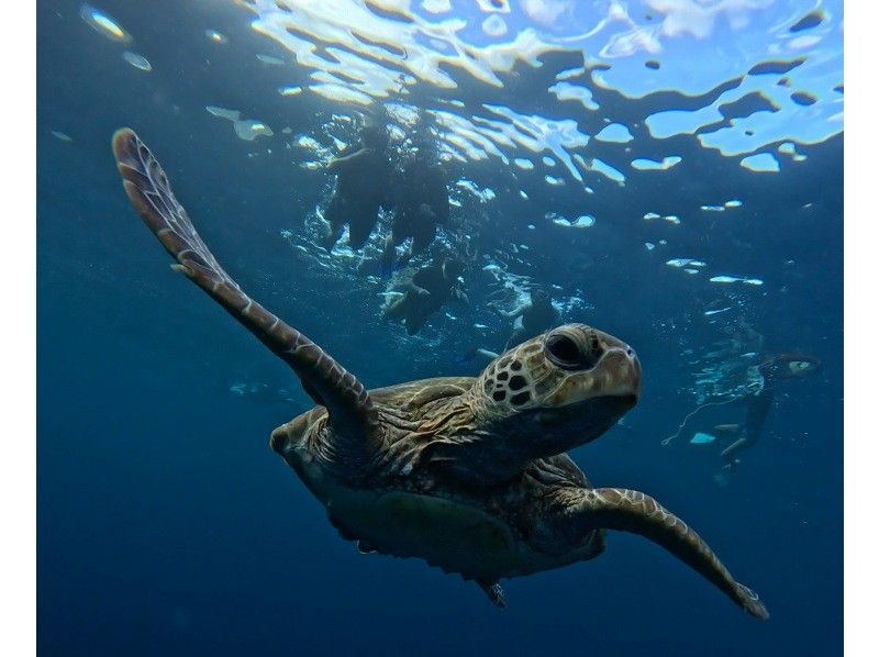 【石垣島】★4年連続ウミガメ遭遇率100％継続中★《ウミガメシュノーケル》2歳〜70歳OK・当日予約・4K動画&写真無料・初心者大歓迎の紹介画像