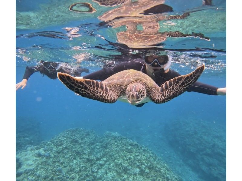 【石垣島】★4年連続ウミガメ遭遇率100％継続中★《ウミガメシュノーケル》2歳〜70歳OK・当日予約・4K動画&写真無料・初心者大歓迎の紹介画像