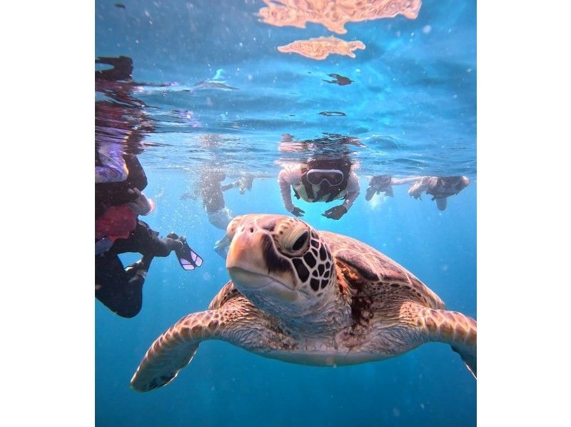 【石垣島】★4年連続ウミガメ遭遇率100％継続中★《ウミガメシュノーケル》2歳〜70歳OK・当日予約・4K動画&写真無料・初心者大歓迎の紹介画像