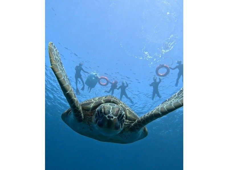 【石垣島】★4年連続ウミガメ遭遇率100％継続中★《ウミガメシュノーケル》2歳〜70歳OK・当日予約・4K動画&写真無料・初心者大歓迎の紹介画像