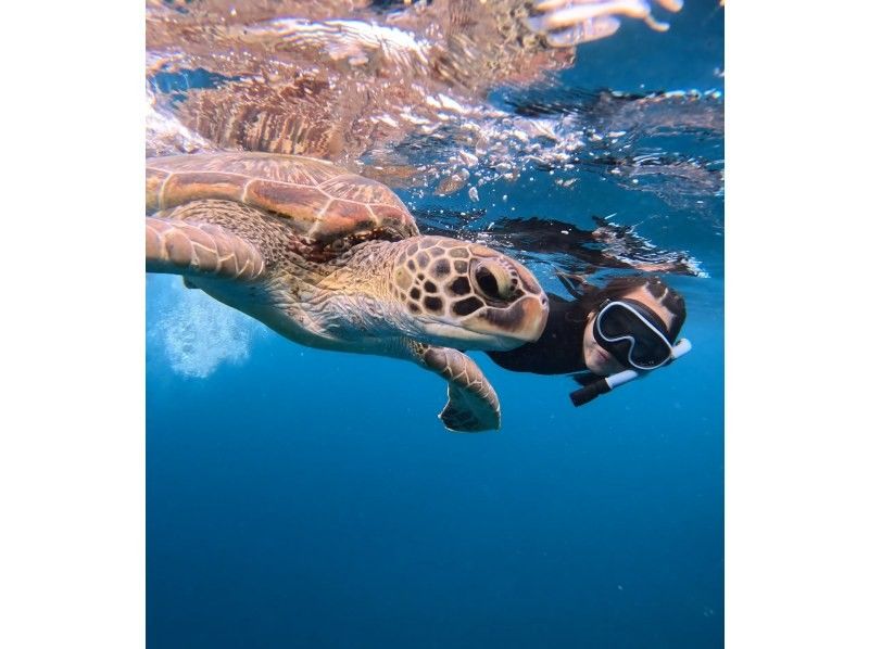 【石垣島】★4年連続ウミガメ遭遇率100％継続中★《ウミガメシュノーケル》2歳〜70歳OK・当日予約・4K動画&写真無料・初心者大歓迎の紹介画像