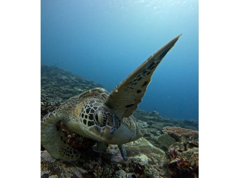 【石垣島】★4年連続ウミガメ遭遇率100％継続中★《ウミガメシュノーケル》2歳〜70歳OK・当日予約・4K動画&写真無料・初心者大歓迎の紹介画像
