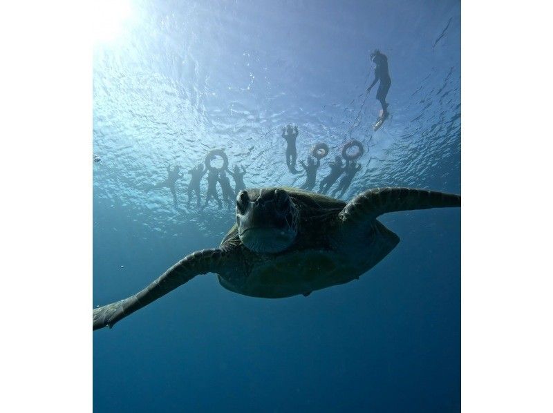 【石垣島】★4年連続ウミガメ遭遇率100％継続中★《ウミガメシュノーケル》2歳〜70歳OK・当日予約・4K動画&写真無料・初心者大歓迎の紹介画像