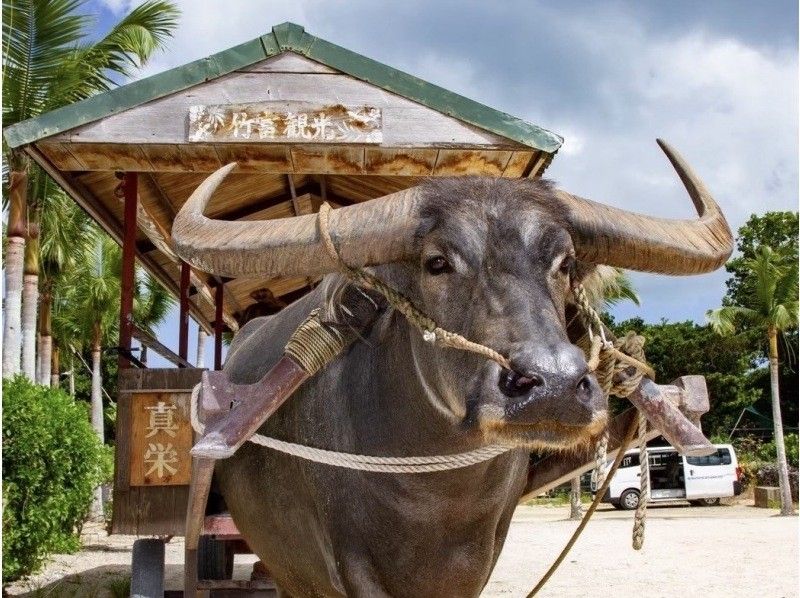【超お得！竹富島往復船チケット付き】幻の島上陸＆高確率で会えるウミガメシュノーケル☆GoProデータ・機材無料〈当日予約・0〜85歳OK〉の紹介画像
