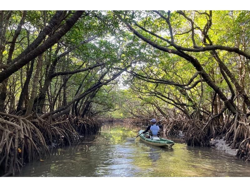 【石垣島マングローブカヤック】吹通川のトンネルを探検｜木漏れ日・自然の音・生き物との出会い｜写真動画無料の紹介画像
