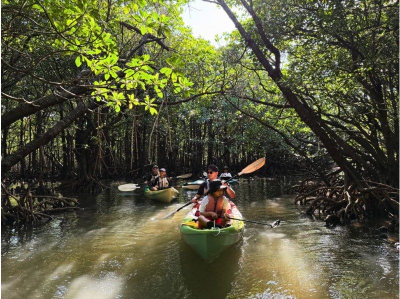 【石垣島マングローブカヤック】吹通川のトンネルを探検｜木漏れ日・自然の音・生き物との出会い｜写真動画無料の紹介画像