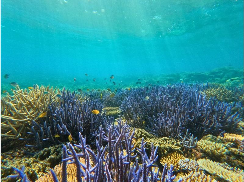 【石垣島SUPシュノーケル】秘境ポイントでサンゴ礁と熱帯魚を満喫｜器材無料・写真動画無料・ドローン空撮無料の紹介画像