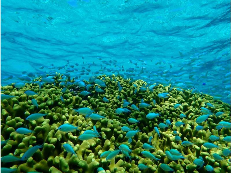 【石垣島SUPシュノーケル】秘境ポイントでサンゴ礁と熱帯魚を満喫｜器材無料・写真動画無料・ドローン空撮無料の紹介画像