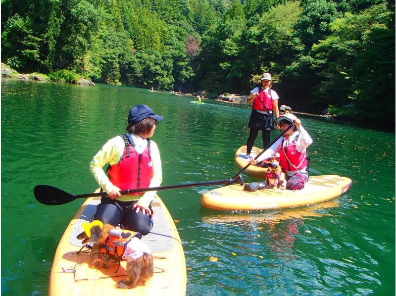 ⭐︎期間限定⭐︎【東京・奥多摩】わんちゃんと一緒に！白丸湖でDOG SUPツアー　写真データ付☆の紹介画像