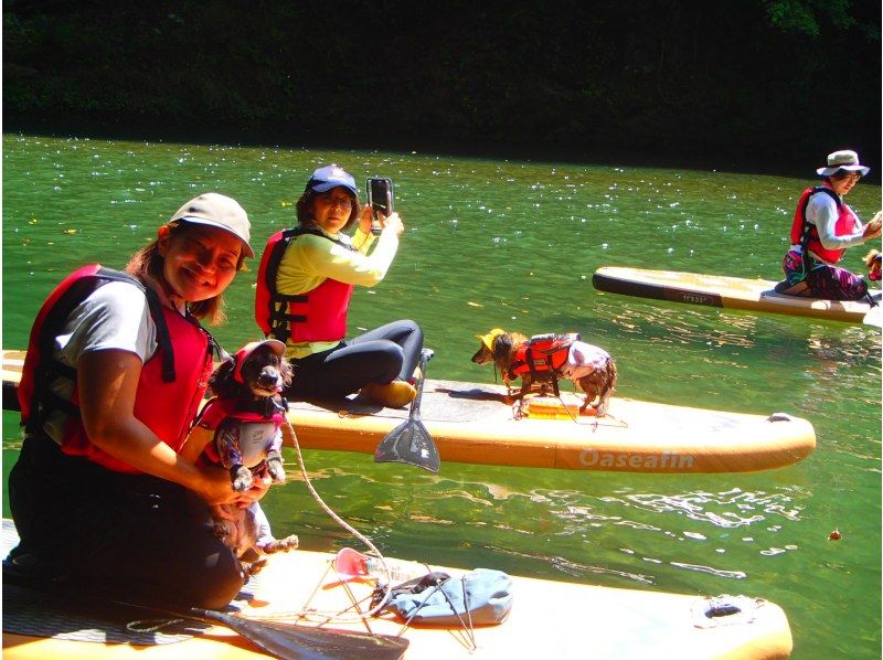 ⭐︎期間限定⭐︎【東京・奥多摩】わんちゃんと一緒に！白丸湖でDOG SUPツアー　写真データ付☆の紹介画像