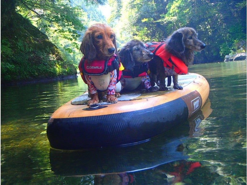 ⭐︎期間限定⭐︎【東京・奥多摩】わんちゃんと一緒に！白丸湖でDOG SUPツアー　写真データ付☆の紹介画像