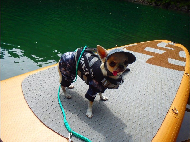 ⭐︎期間限定⭐︎【東京・奥多摩】わんちゃんと一緒に！白丸湖でDOG SUPツアー　写真データ付☆の紹介画像